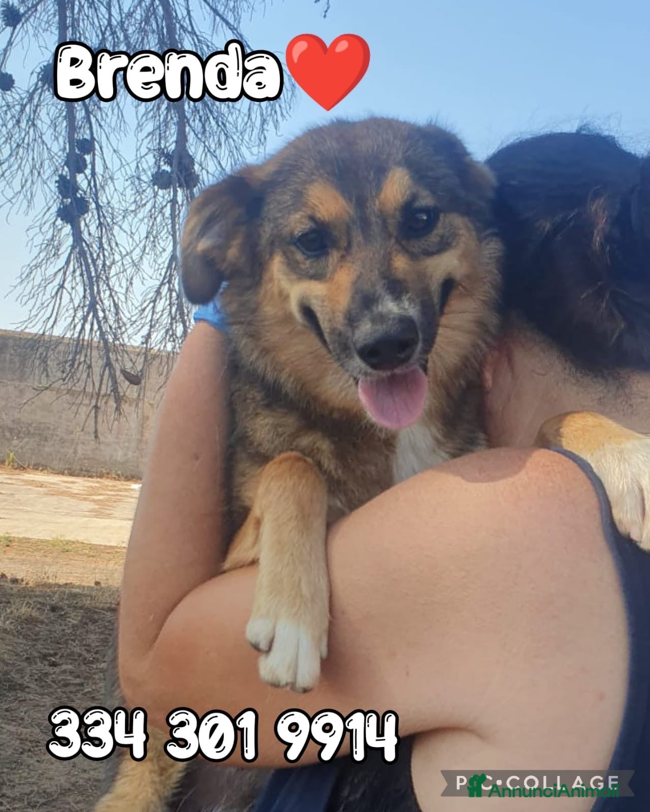 Meticcio cani BRENDA 🩷 PRIMA TIMIDA, POI TUTTA COCCOLE - Annuncio 30