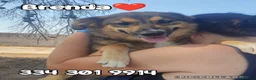 Meticcio cani in regalo: BRENDA 🩷 PRIMA TIMIDA, POI TUTTA COCCOLE a Città Metropolitana di Bologna - Annuncio 1