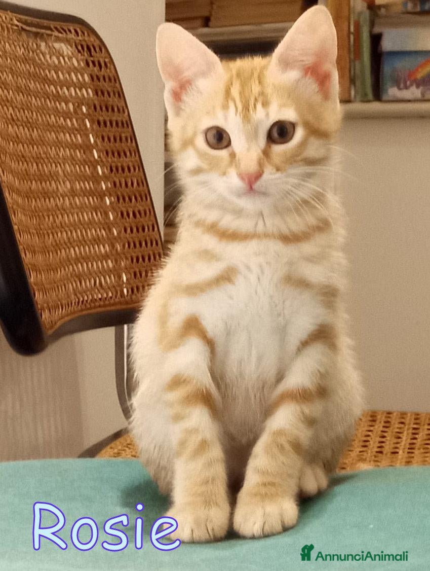 Europeo gatti CERCASI CASA PER LA PICCOLA  ROSIE! - Annuncio 23