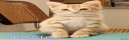 Europeo gatti in regalo: CERCASI CASA PER LA PICCOLA  ROSIE! - Annuncio 1
