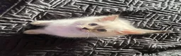 Siberiano gatti in vendita: Disponili cuccioli siberiani! Occhi azzurri! - Annuncio 8