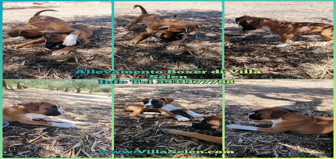 Immagine della galleria {{count}}