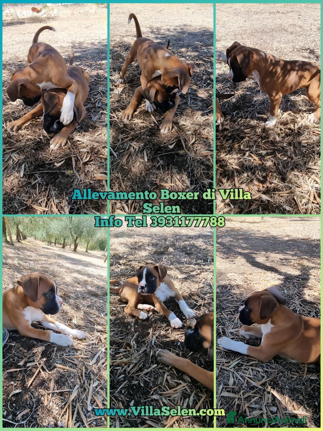 Immagine della galleria {{count}}