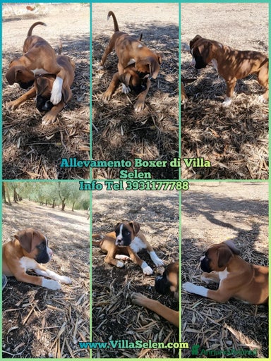 Immagine della galleria {{count}}