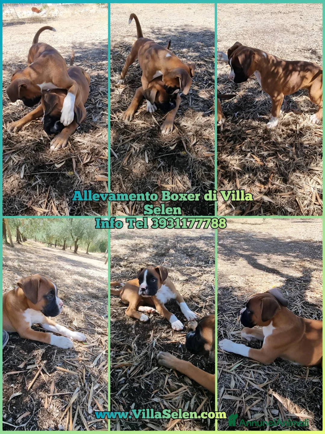 Immagine della galleria {{count}}