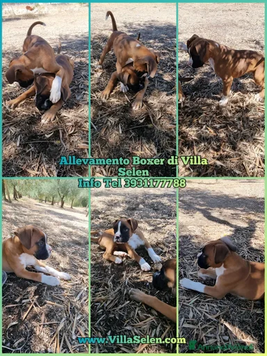 Immagine della galleria {{count}}