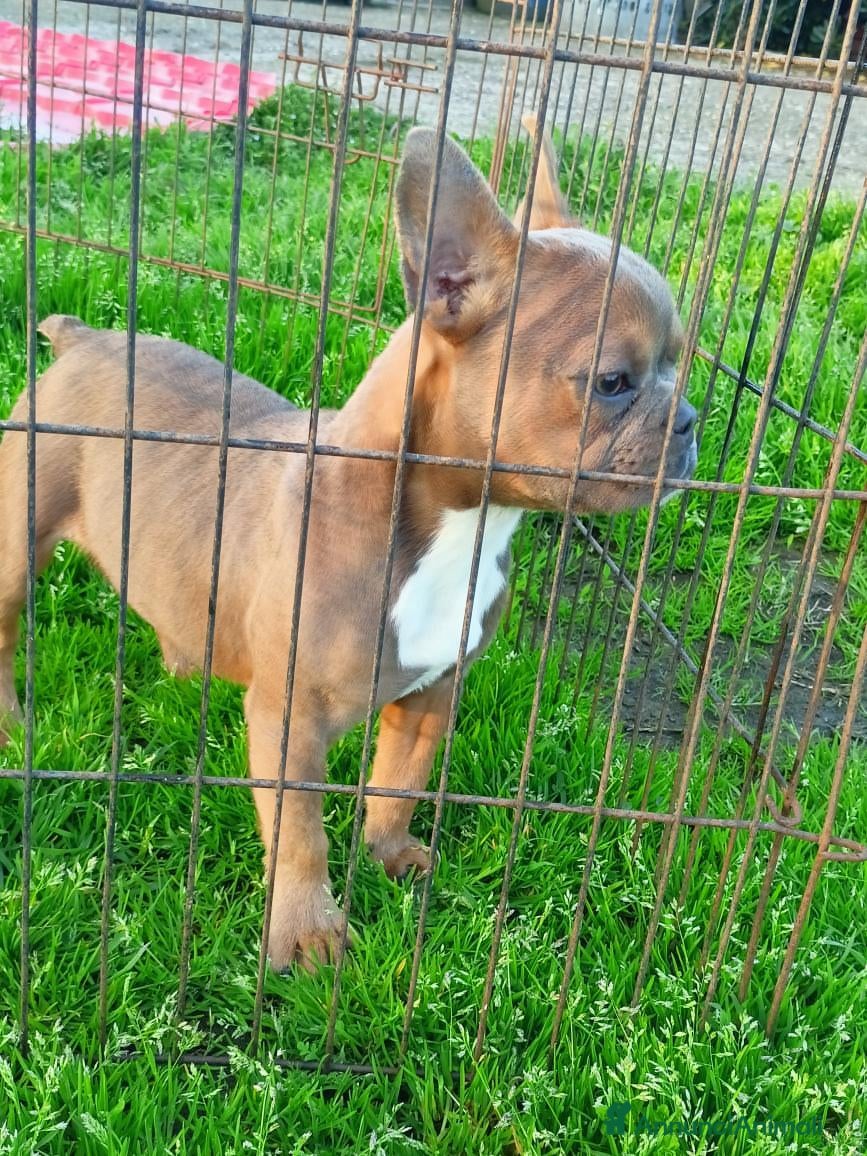 Bulldog Francese cani Bulldog francese eostico  - Annuncio 6