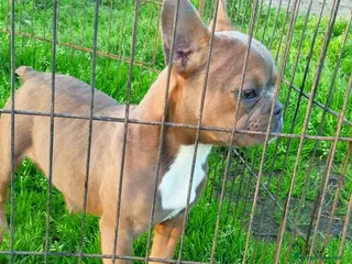 Bulldog Francese cani Bulldog francese eostico - Annuncio 6