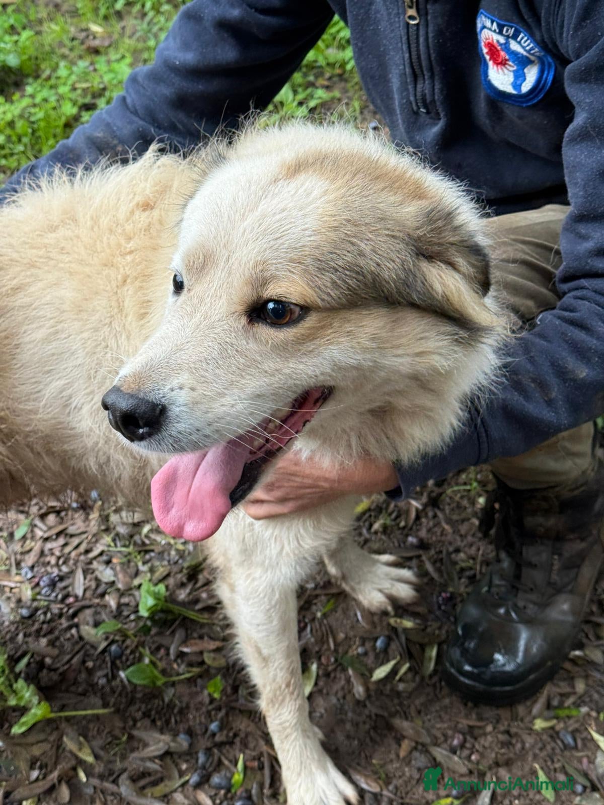 Meticcio cani UNA MAMMA PER MILO - Annuncio 2