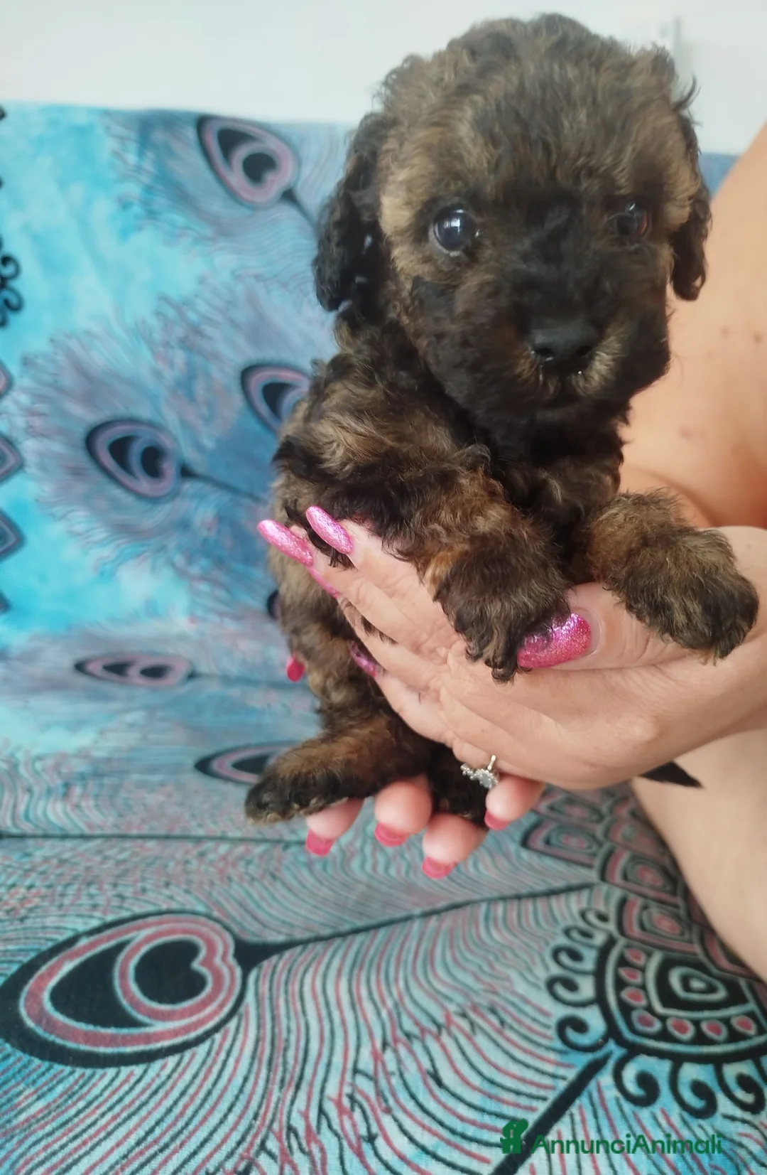 Barboncino cani in vendita: Barboncini nani a Provincia di Lucca - Annuncio 6