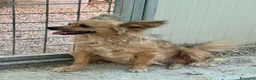 Meticcio cani in regalo: Roxana e Basilio: adozione di coppia nonnini - Annuncio 15