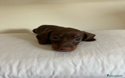 Bassotto cani in vendita: Bassotto chocolate a Città Metropolitana di Napoli - Immagine 3