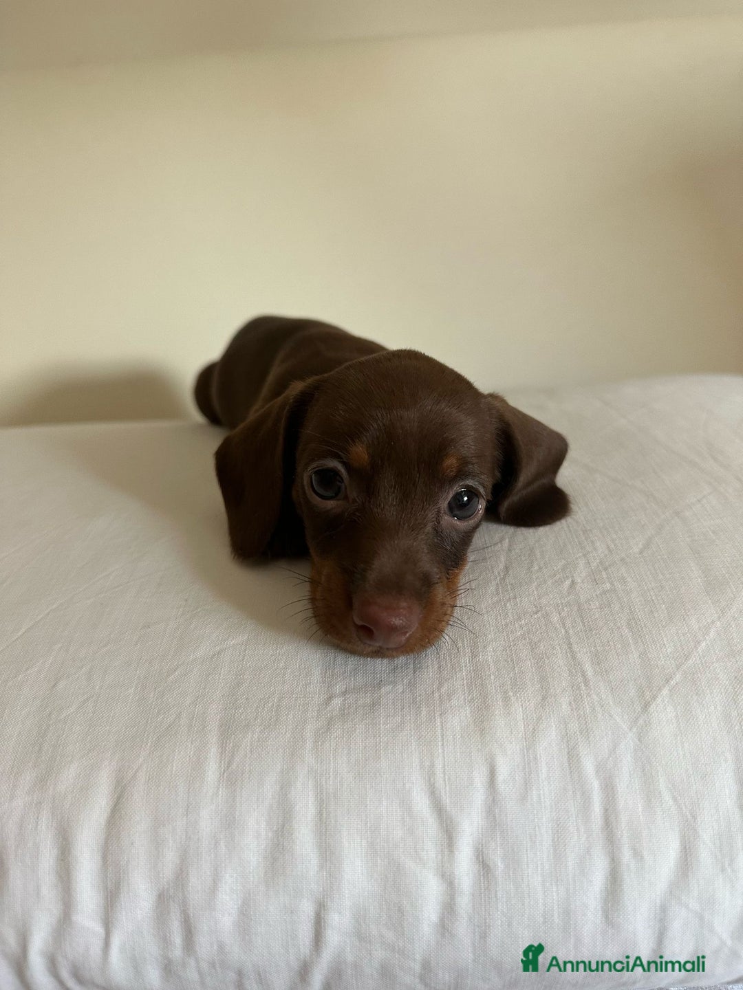 Bassotto cani in vendita: Bassotto chocolate a Città Metropolitana di Napoli - Immagine 3
