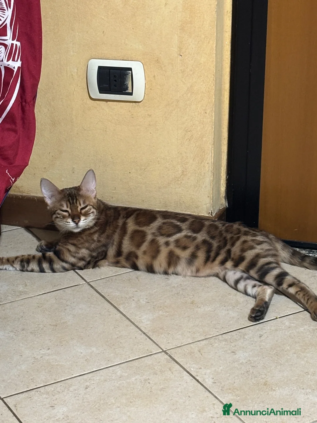 Bengala gatti in vendita: Gatto bengala - Annuncio 2