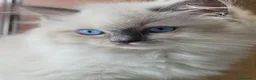 Ragdoll gatti in vendita: Ragdoll cucciola - Annuncio 5