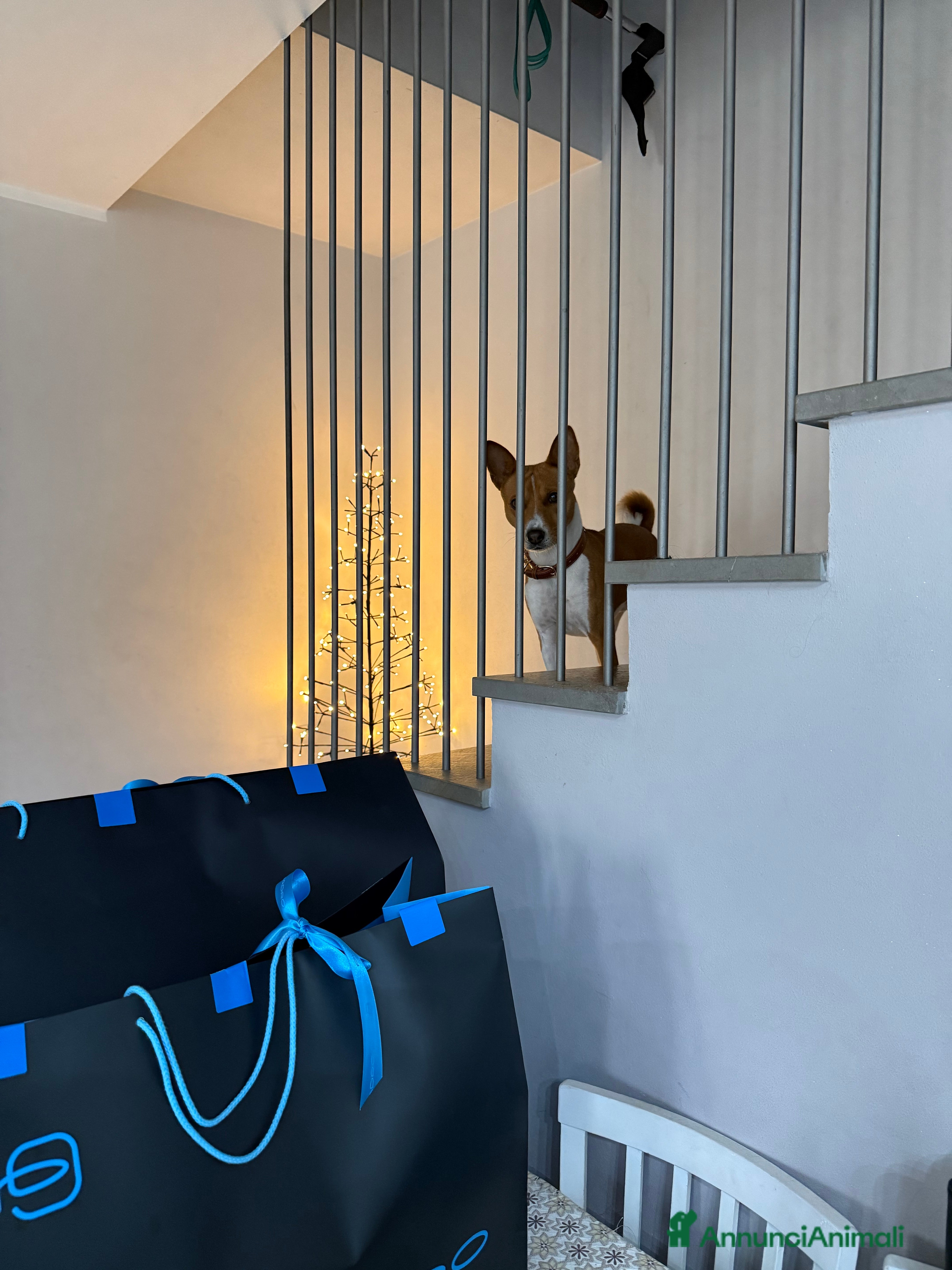 Basenji cani Bansenji purissimo - Annuncio 2