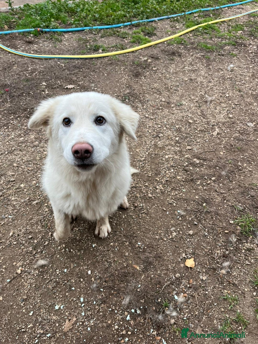 Meticcio cani in regalo: Cucciola 6 mesi - Annuncio 4