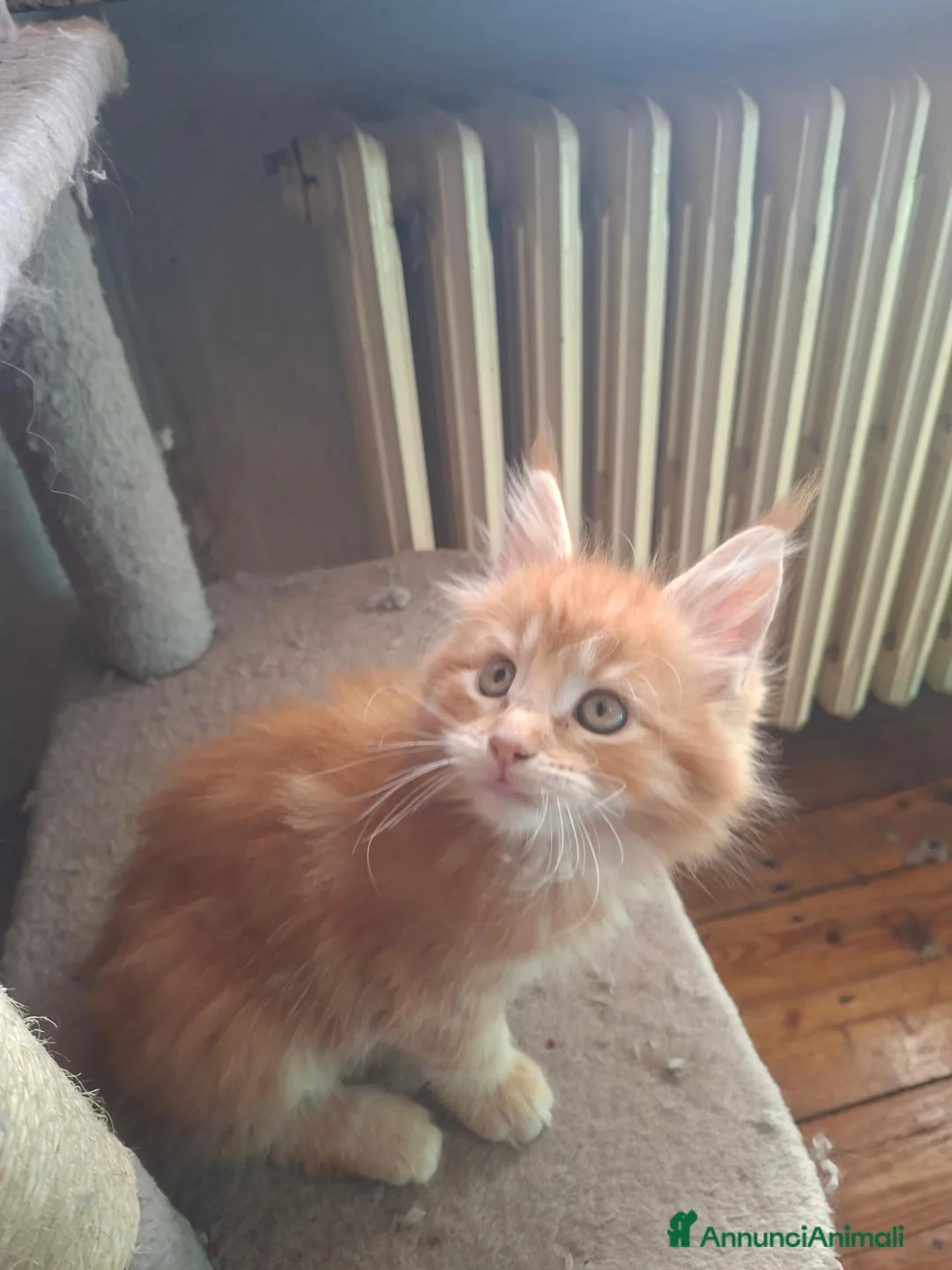 Maine Coon gatti in vendita: Ultime cucciole - Annuncio 7