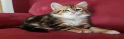 Siberiano gatti in vendita: Cucciolo Siberiano Certificato  - Annuncio 16