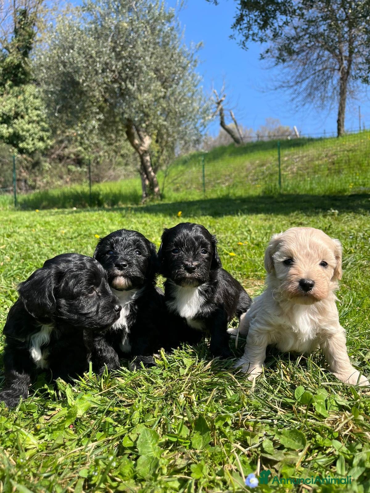 Maltipoo cani due cuccoli cercano Casa  - Annuncio 1