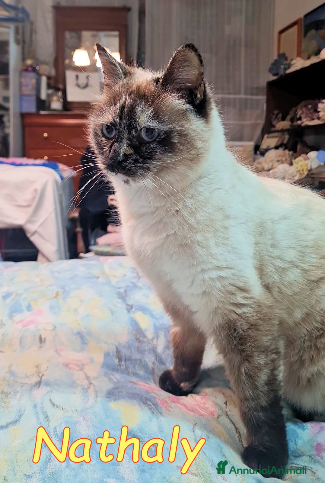 Altre razze gatti NATHALY DOLCISSIMA SIMIL SIAMESE - Annuncio 1