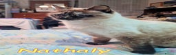 Altre razze gatti in regalo: NATHALY DOLCISSIMA SIMIL SIAMESE - Annuncio 1