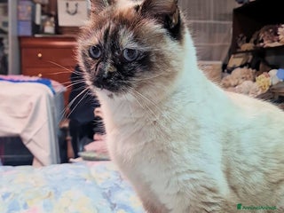 Altre razze gatti NATHALY DOLCISSIMA SIMIL SIAMESE - Annuncio 1