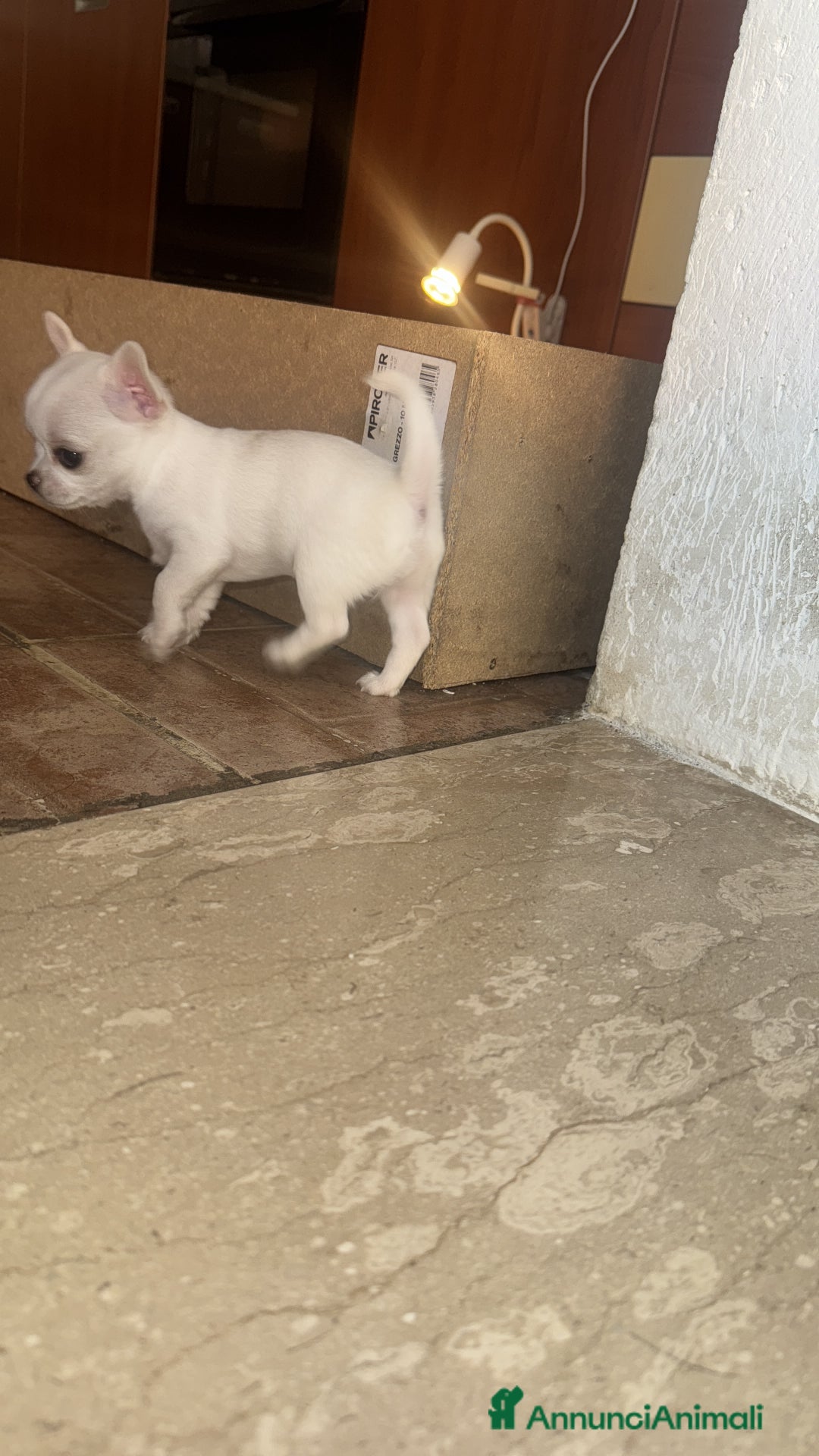 Chihuahua cani in vendita: Cucciole di chihuahua - Annuncio 11