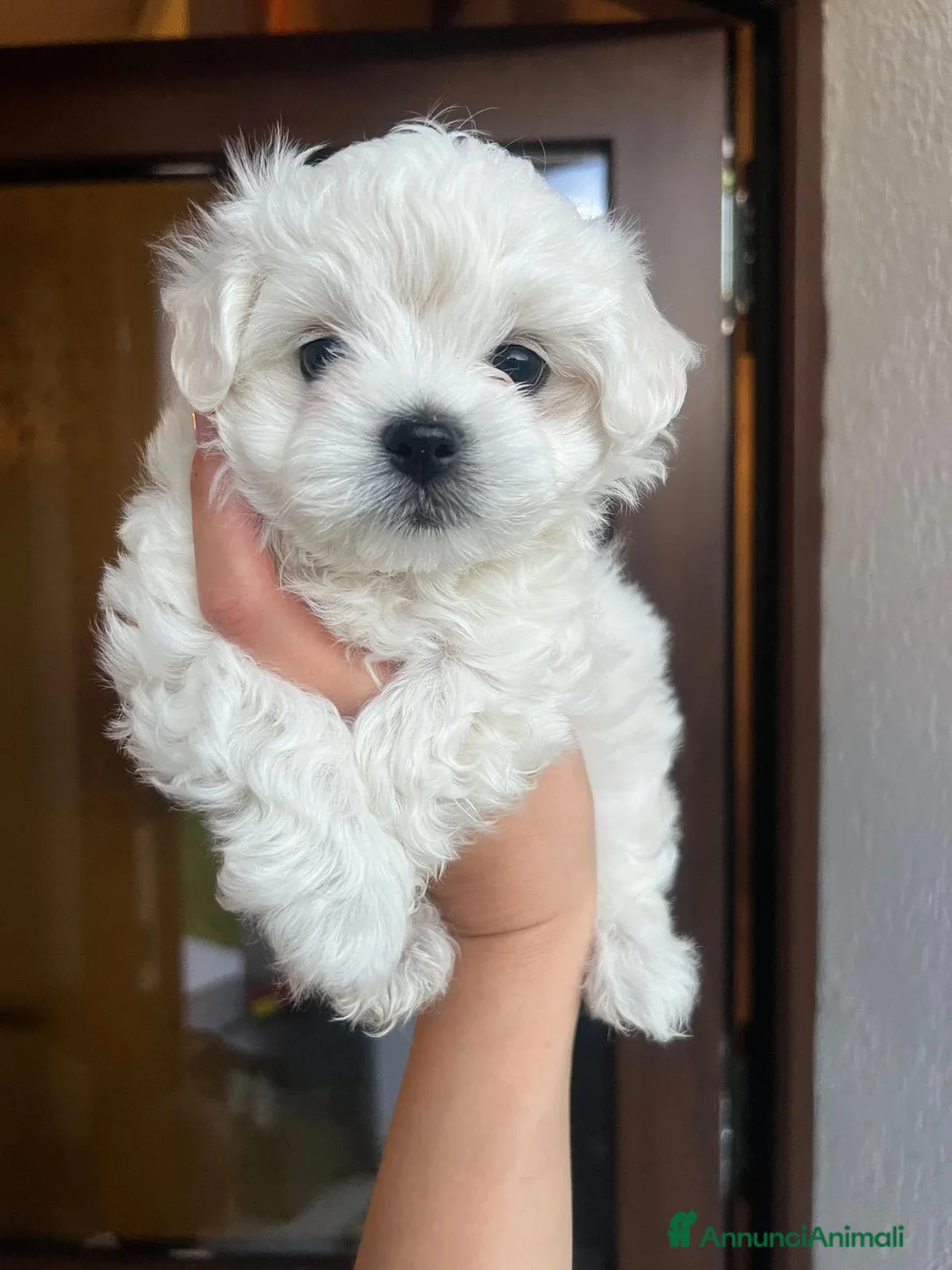Maltese cani in vendita: Cuccioli maltese - Annuncio 1