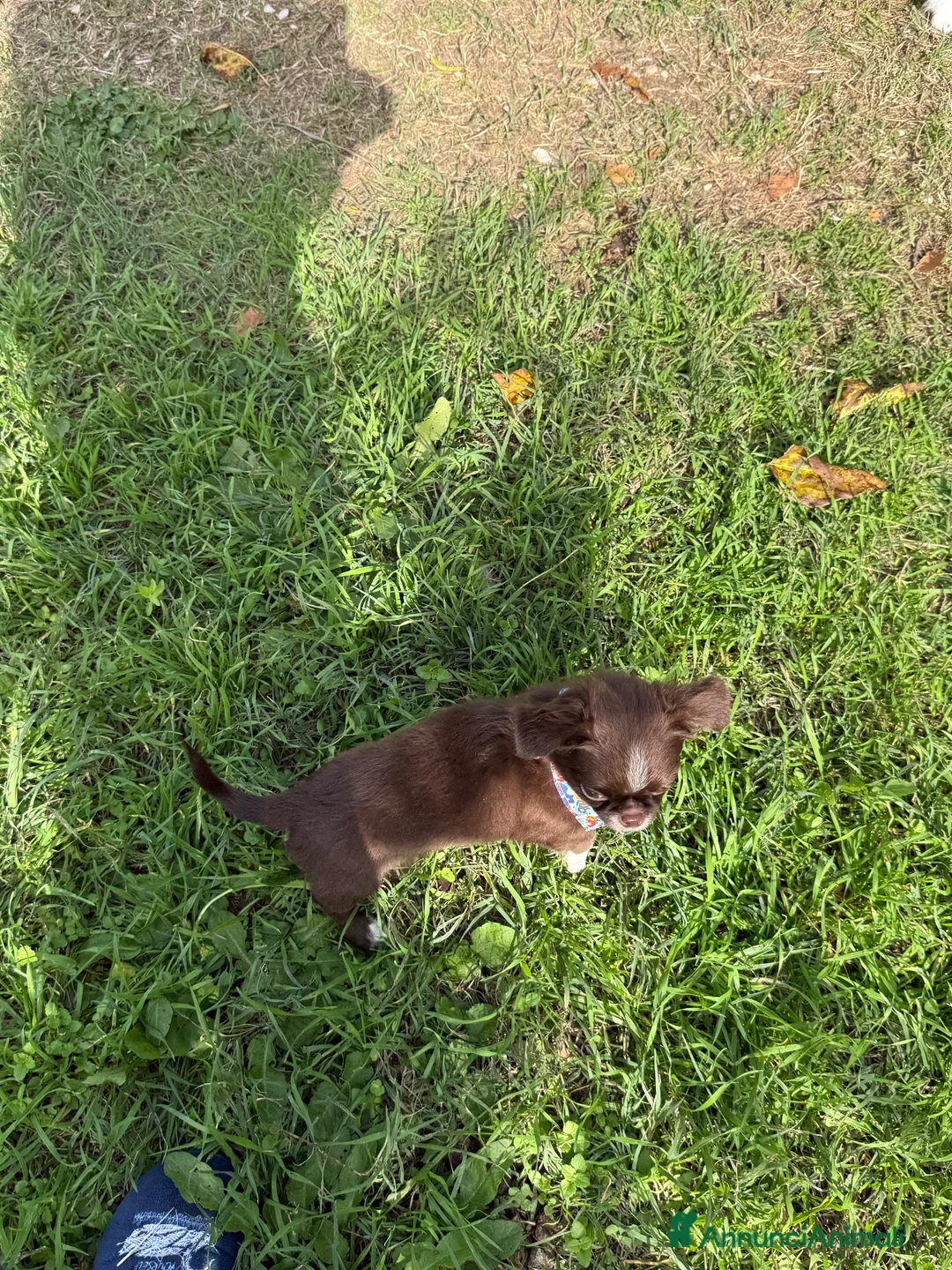 Chihuahua cani in vendita: Chihuahua cioccolato  - Annuncio 3