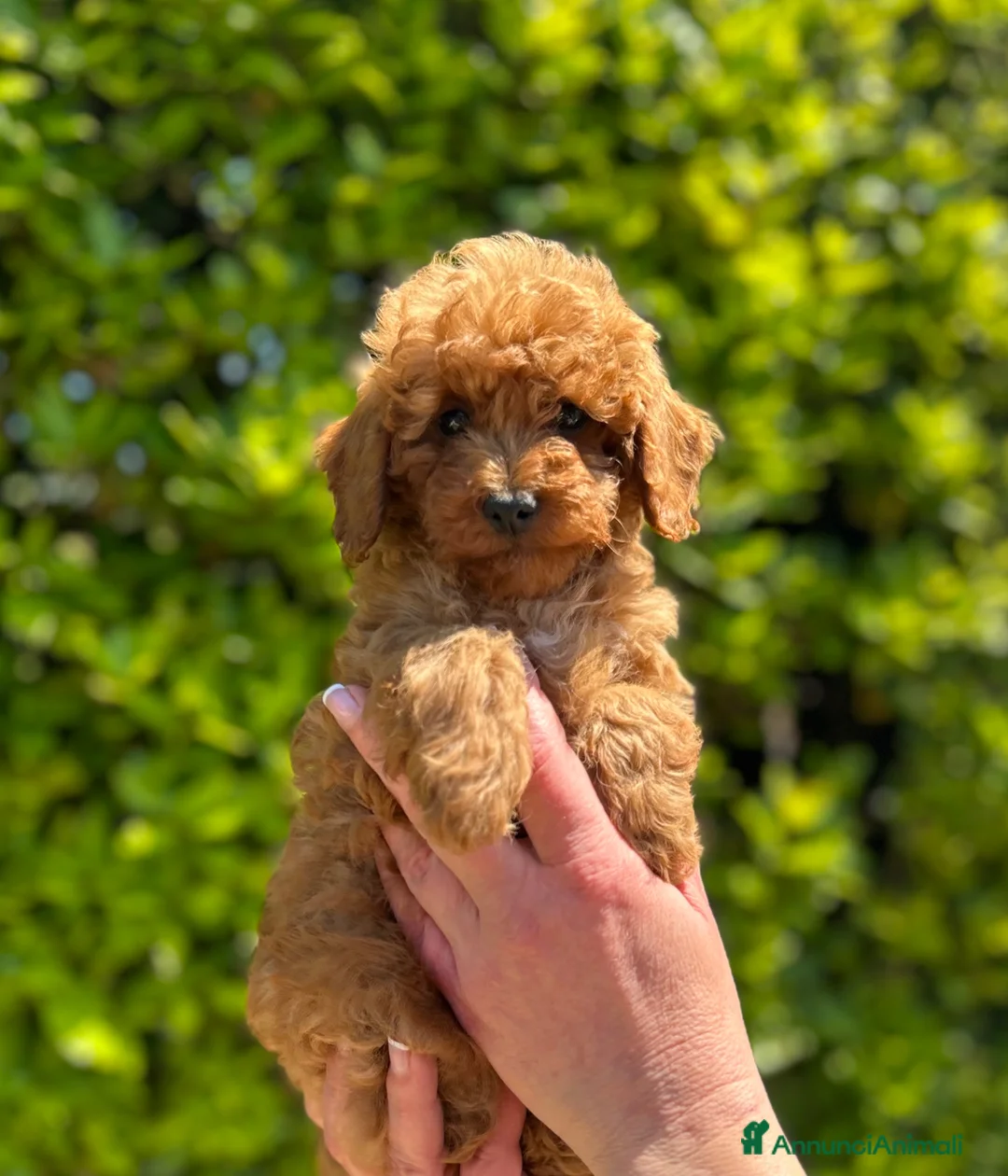 Barboncino Toy cani in vendita: BARBONCINI TOY CUCCIOLI  - Annuncio 1
