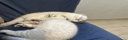 Scottish gatti in vendita: Femminuccia di razza Scottish Fold - Annuncio 3