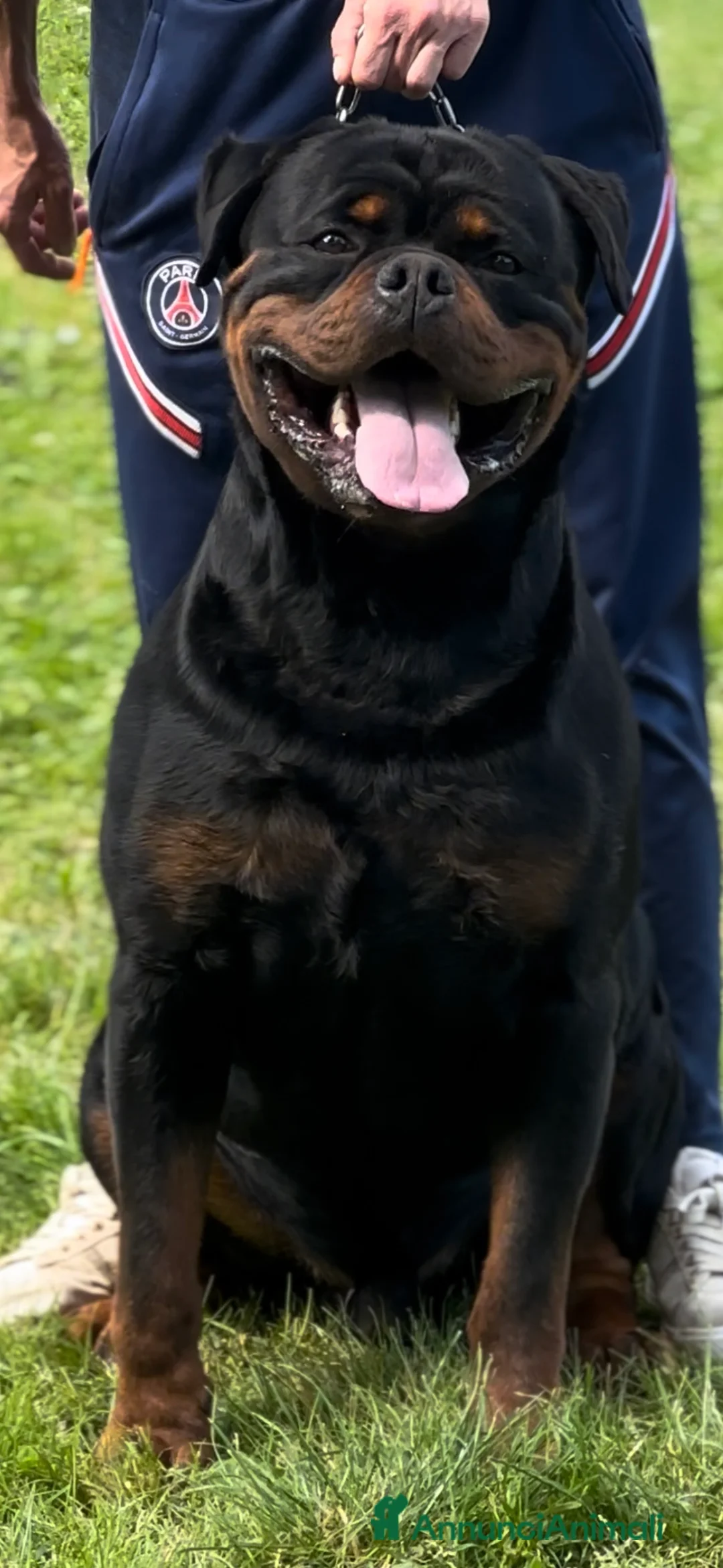 Rottweiler cani in vendita: Cucccioli di rottweiler  - Annuncio 3