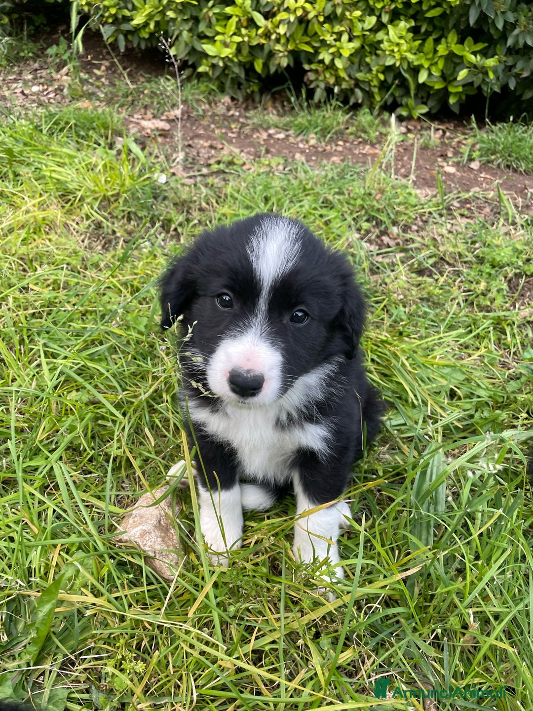Bearded Collie cani in vendita: Cuccioli Border Collie cercano Famiglia a Provincia di Treviso - Immagine 17