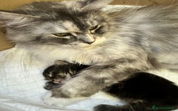 Maine Coon gatti in vendita: Maine coon cuccioli  a Città metropolitana di Milano - Immagine 7