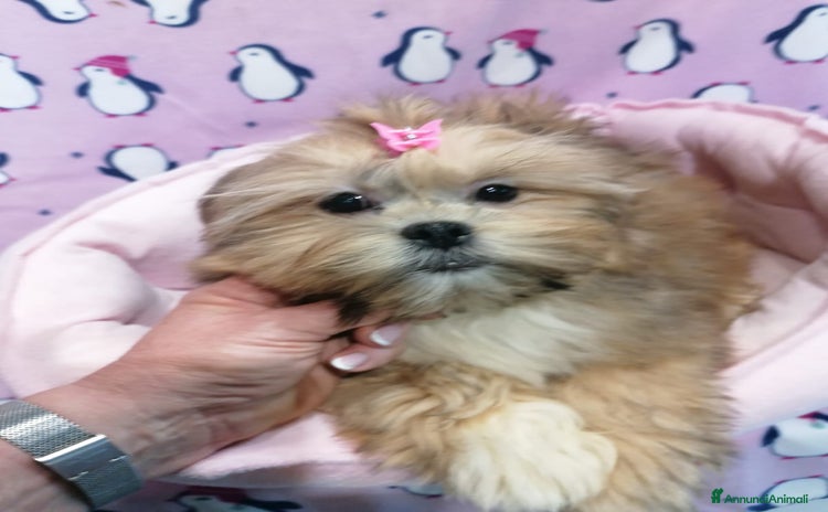 Lhasa Apso cani a Province of Rovigo - Annuncio 1