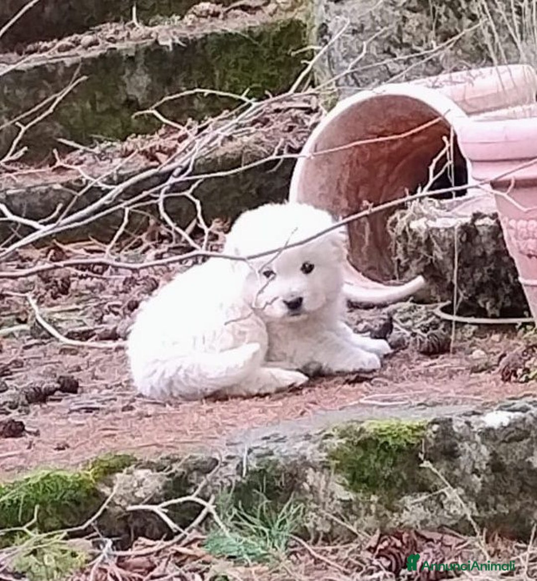 Meticcio cani in regalo: ROMEO - Annuncio 1