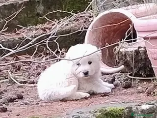 Meticcio cani ROMEO - Annuncio 12