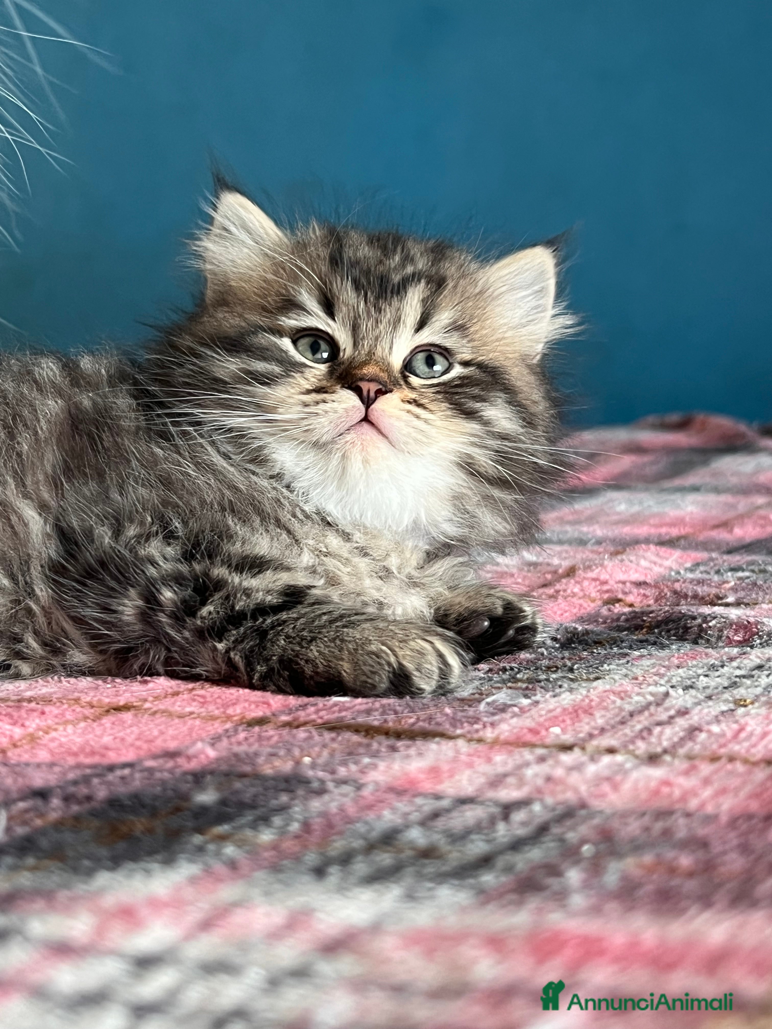 Siberiano gatti Siberiani  - Annuncio 2