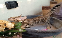 Bengala gatti in vendita: Maschietto & Feminuccia 🥰 - Annuncio 9