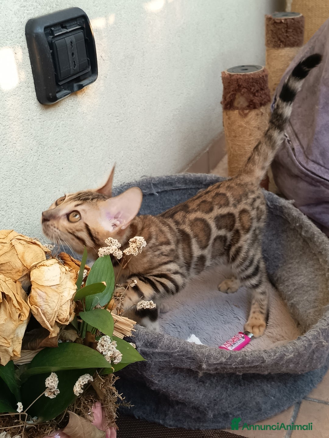 Bengala gatti in vendita: Maschietto & Feminuccia 🥰 - Annuncio 9