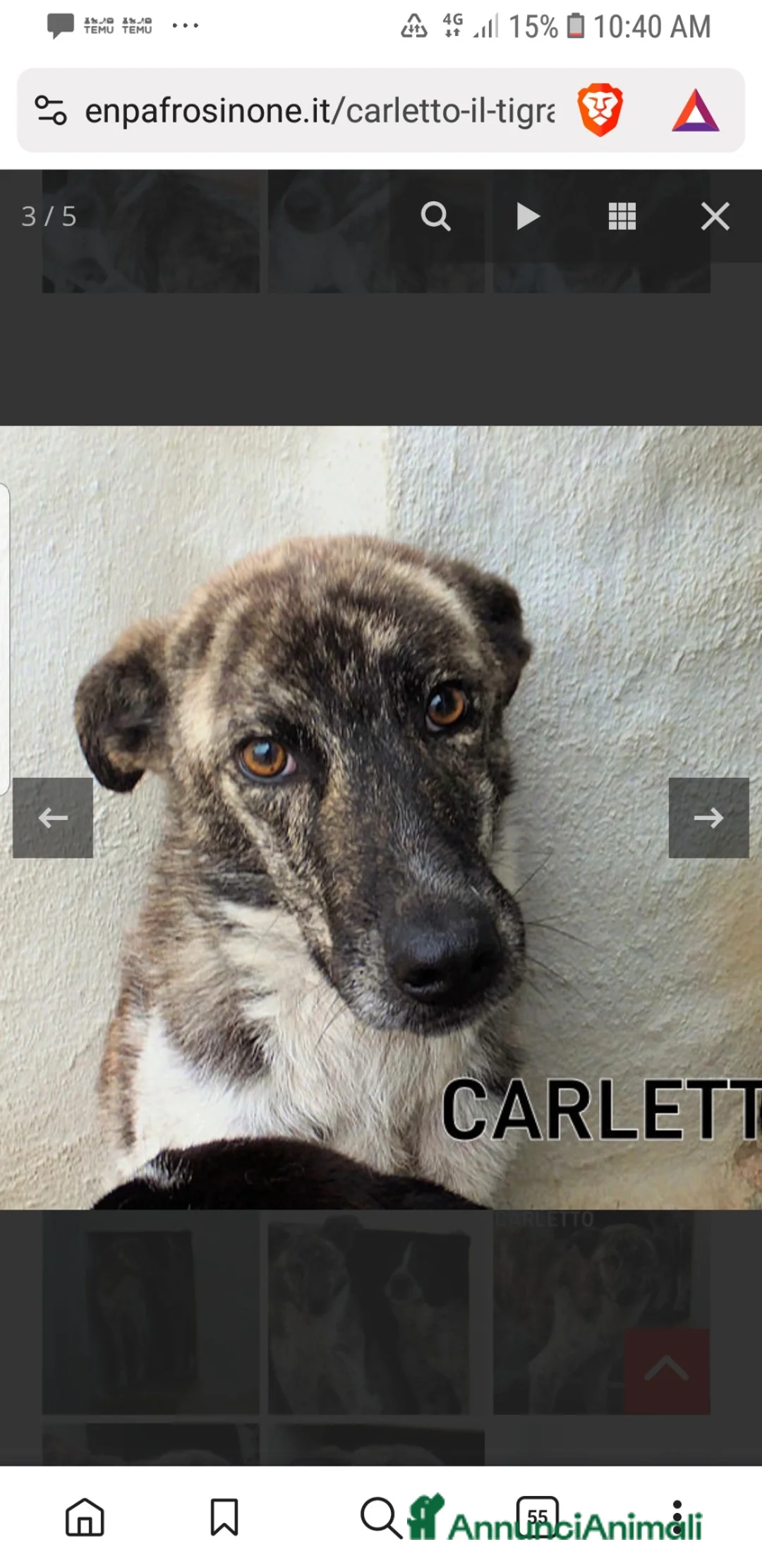 Meticcio cani in regalo: ADOZ.DEL💔:abband.a 6mesi chiuso in box, x sempre? - Annuncio 2
