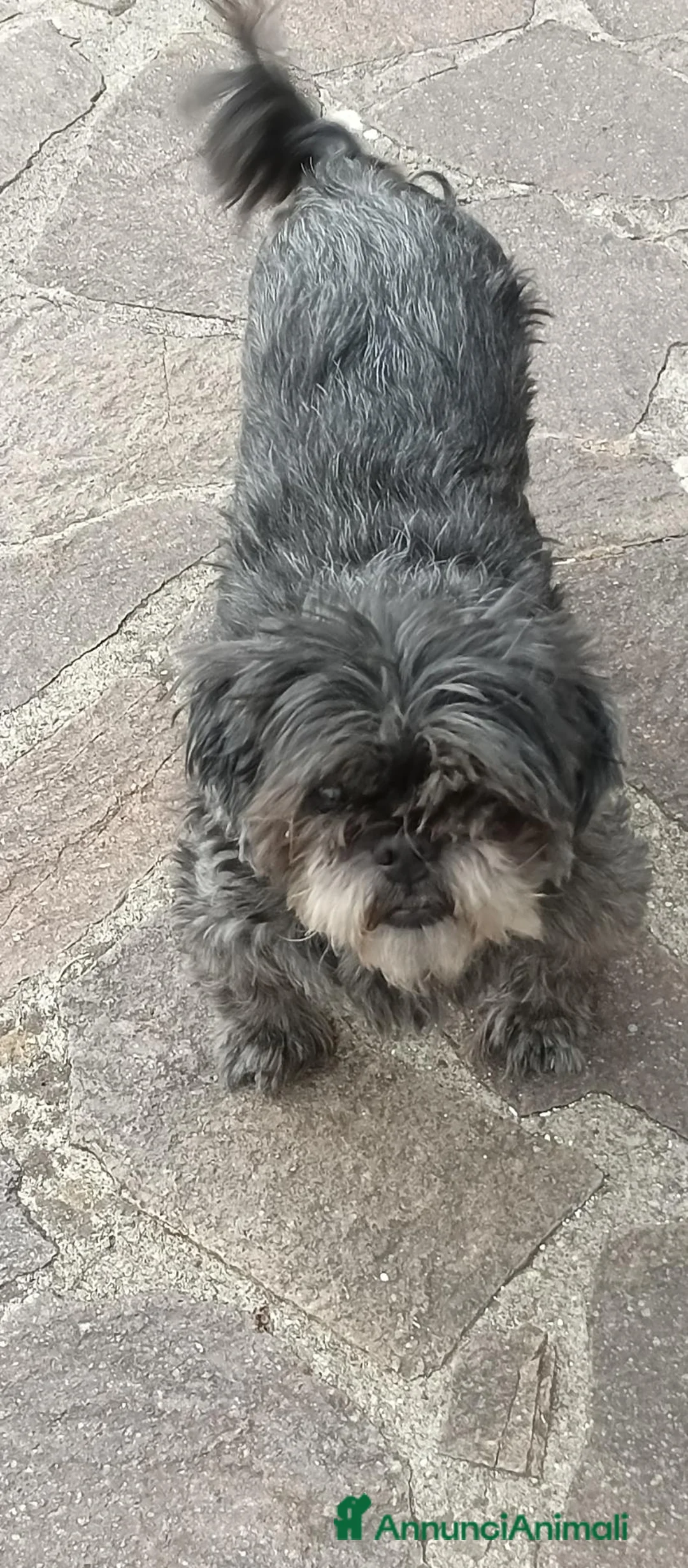 Shih Tzu cani in regalo: SHITZU MASCHIO STERILIZZATO a Provincia di Pisa - Annuncio 2