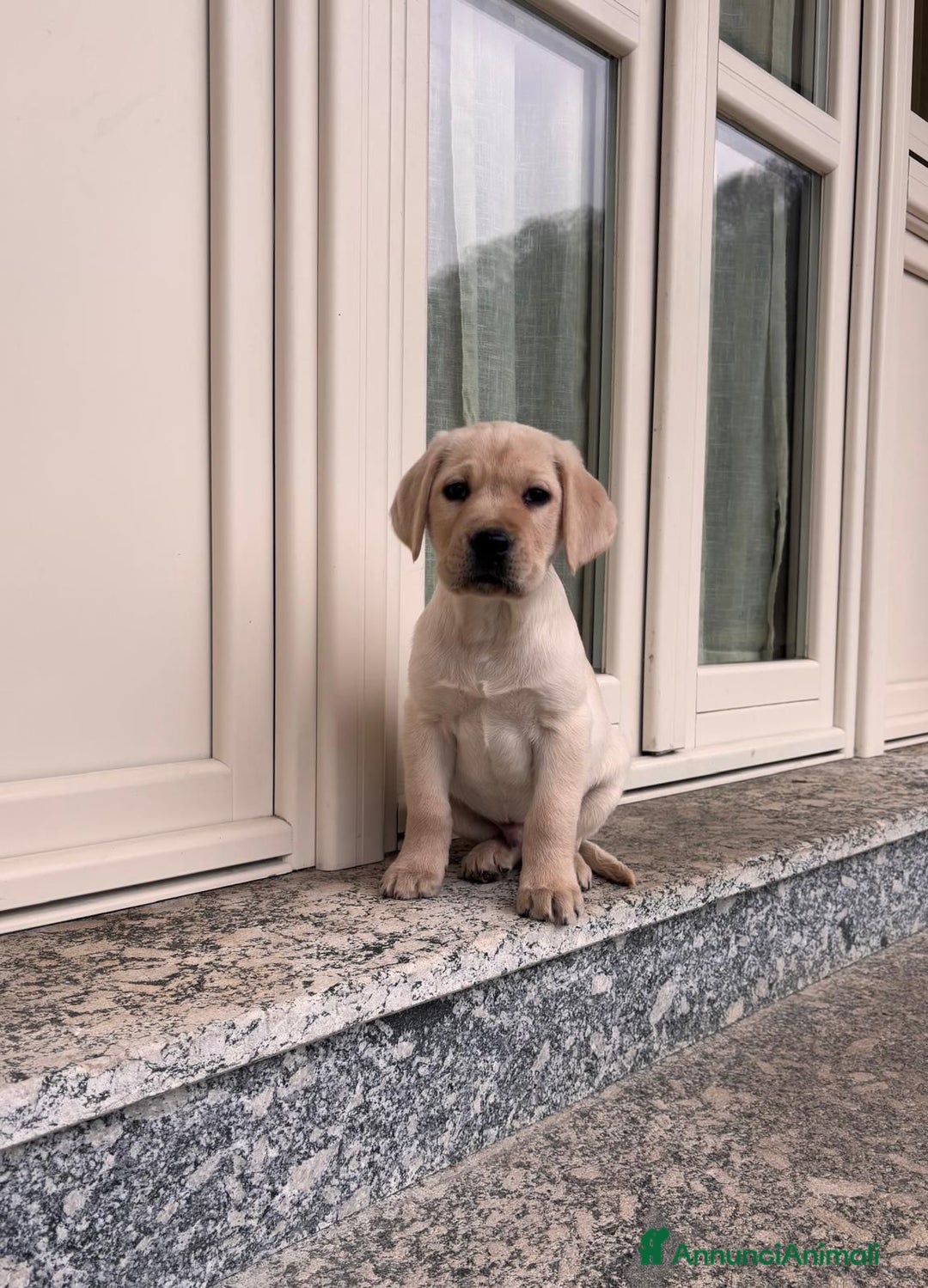 Labrador cani in vendita: Labrador  - Annuncio 4