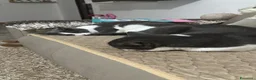 Meticcio gatti in regalo: Gattini a Provincia di Cremona - Annuncio 4