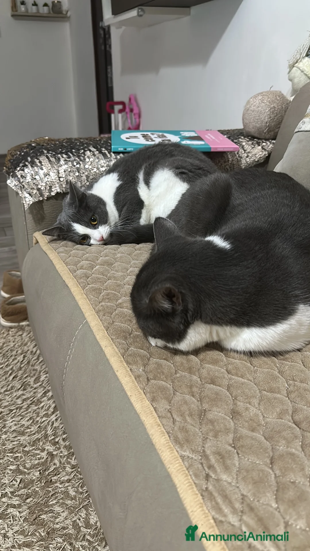Meticcio gatti in regalo: Gattini a Provincia di Cremona - Annuncio 4