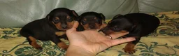 Pinscher Miniatura cani in vendita: Pinscher mini con pedigree ENCI  - Annuncio 1