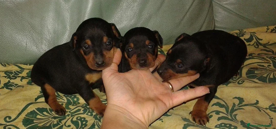 Pinscher Miniatura cani in vendita: Pinscher mini con pedigree ENCI  - Annuncio 1