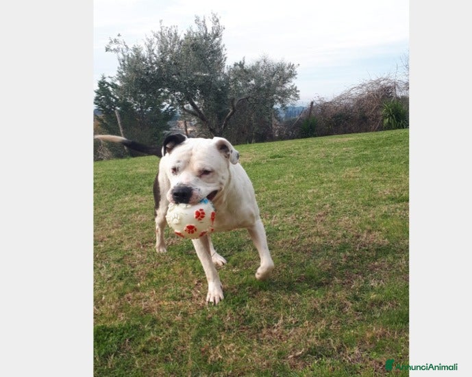 Meticcio cani Adozione del cuore per il dolce Klaus  a Roma - Annuncio 2