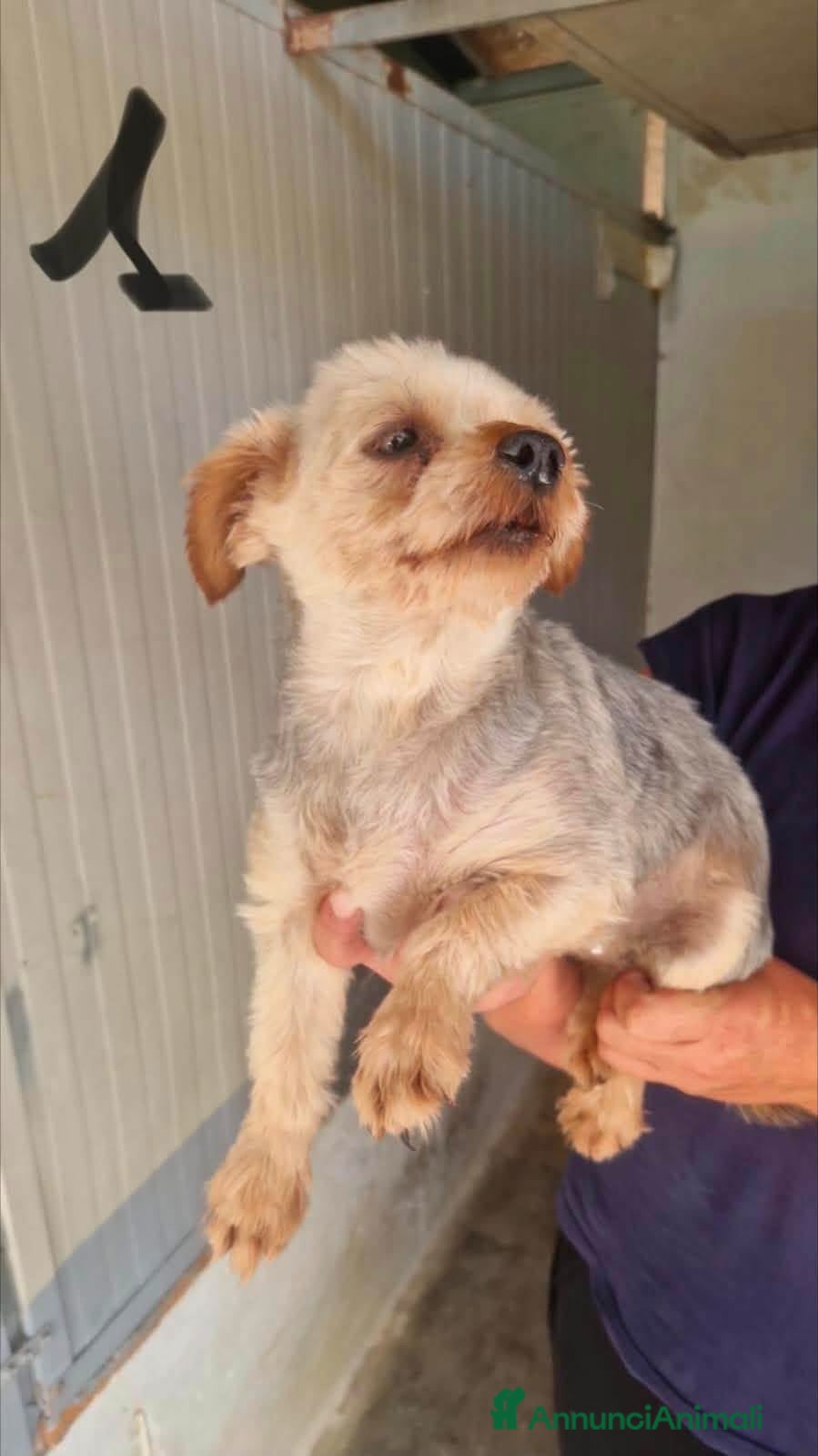 Altre razze cani in regalo: ADOZ.del💔:ex fattrici cercano calore di una casa! - Annuncio 3